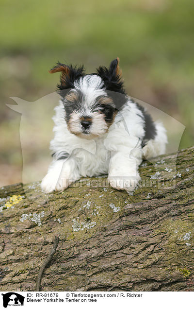 Biewer Yorkshire Terrier on tree / RR-81679