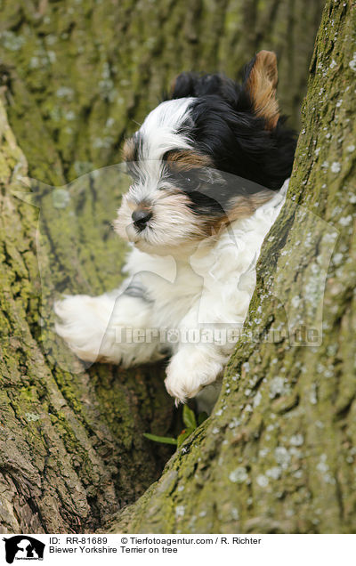 Biewer Yorkshire Terrier on tree / RR-81689