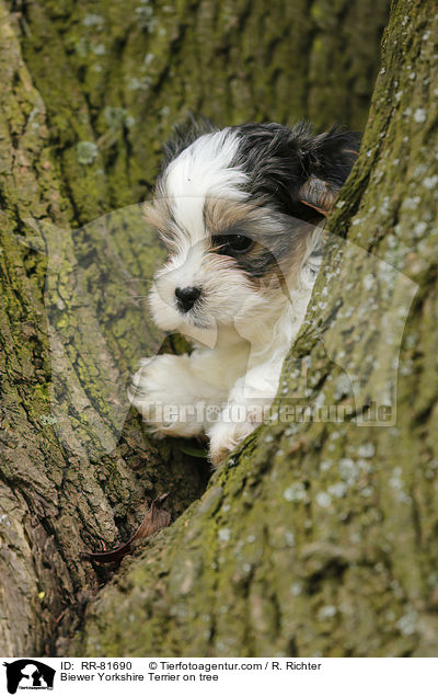Biewer Yorkshire Terrier on tree / RR-81690