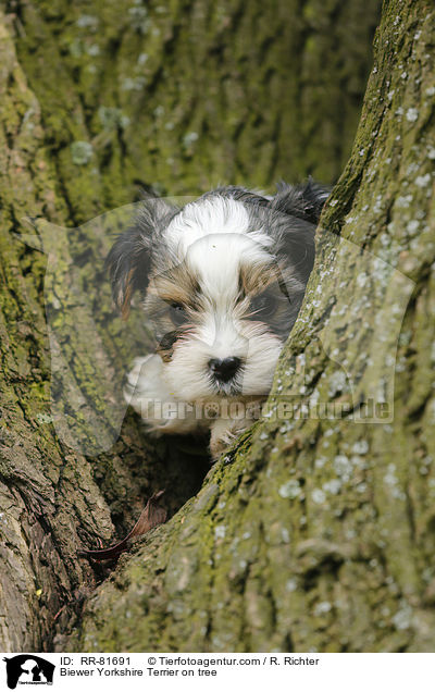 Biewer Yorkshire Terrier on tree / RR-81691