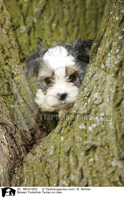 Biewer Yorkshire Terrier on tree / RR-81692
