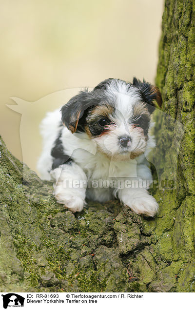 Biewer Yorkshire Terrier on tree / RR-81693