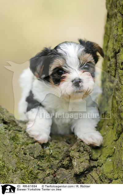Biewer Yorkshire Terrier on tree / RR-81694