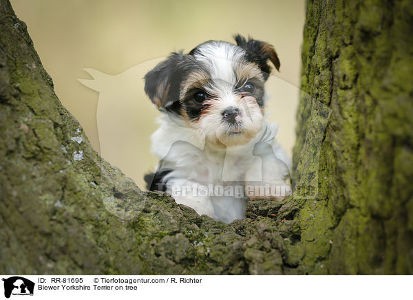 Biewer Yorkshire Terrier on tree / RR-81695