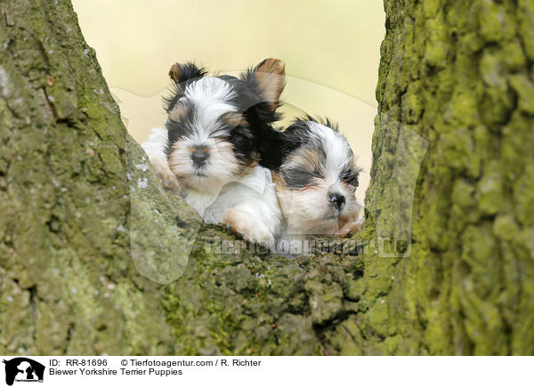 Biewer Yorkshire Terrier Puppies / RR-81696