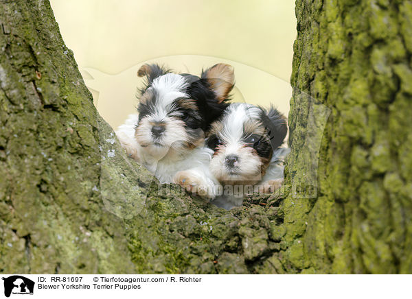 Biewer Yorkshire Terrier Puppies / RR-81697