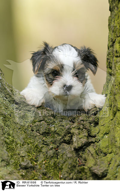 Biewer Yorkshire Terrier on tree / RR-81698