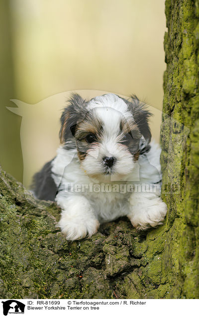 Biewer Yorkshire Terrier on tree / RR-81699