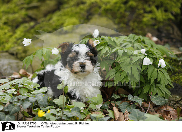 Biewer Yorkshire Terrier Puppy / RR-81703