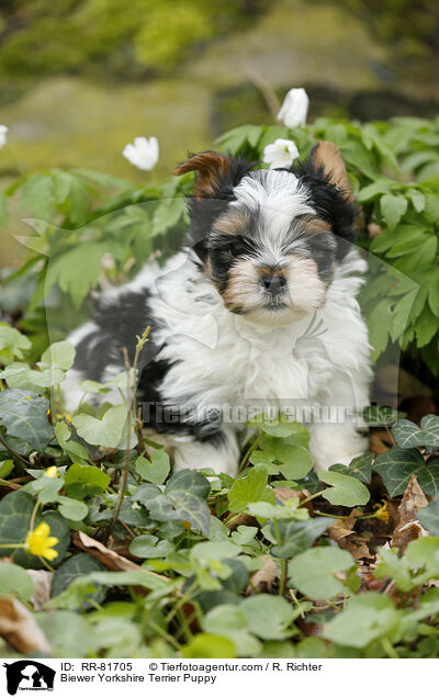Biewer Yorkshire Terrier Puppy / RR-81705