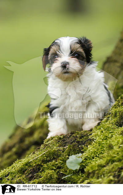 Biewer Yorkshire Terrier on tree / RR-81712