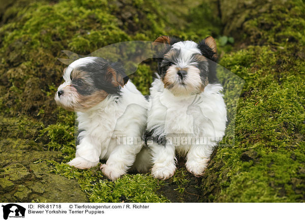 Biewer Yorkshire Terrier Puppies / RR-81718