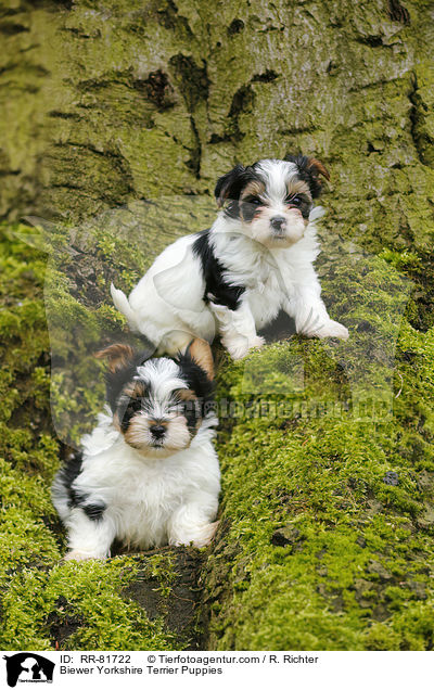 Biewer Yorkshire Terrier Puppies / RR-81722