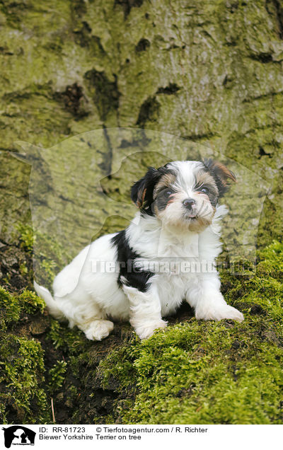 Biewer Yorkshire Terrier on tree / RR-81723