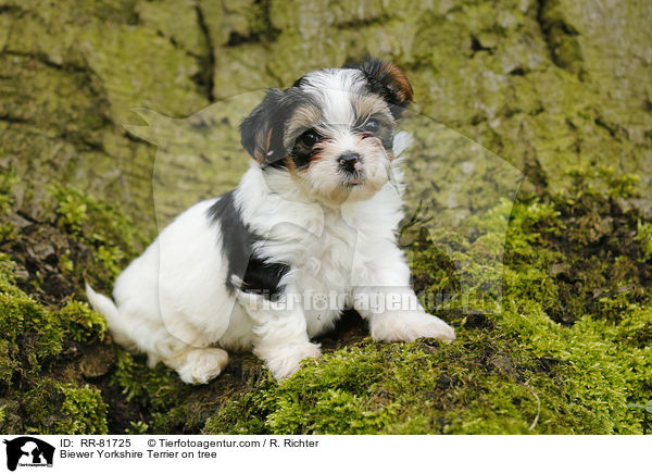 Biewer Yorkshire Terrier on tree / RR-81725