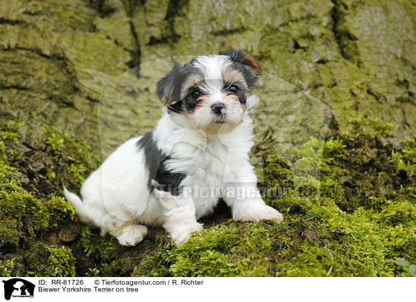 Biewer Yorkshire Terrier on tree / RR-81726