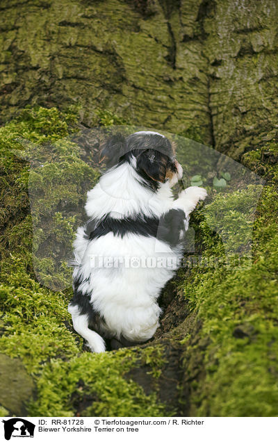 Biewer Yorkshire Terrier on tree / RR-81728