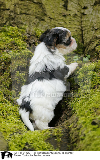 Biewer Yorkshire Terrier on tree / RR-81729