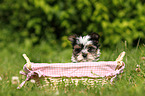 Biewer Yorkshire Terrier puppy