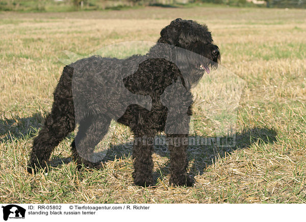 standing black russian terrier / RR-05802