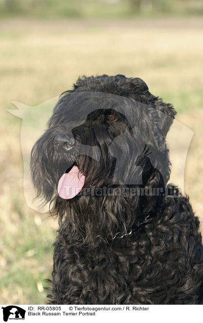 Black Russain Terrier Portrait / RR-05805