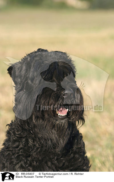Black Russain Terrier Portrait / RR-05807