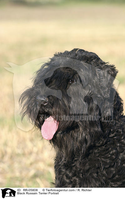 Black Russain Terrier Portrait / RR-05808