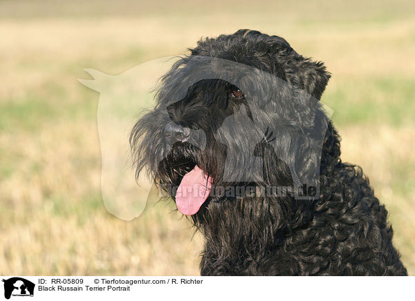 Black Russain Terrier Portrait / RR-05809