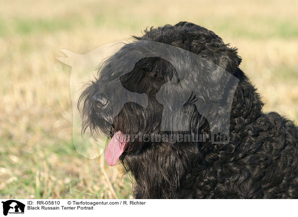 Black Russain Terrier Portrait / RR-05810