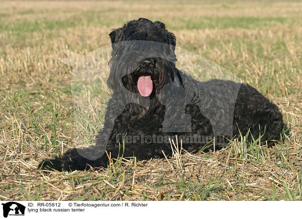 lying black russian terrier / RR-05812
