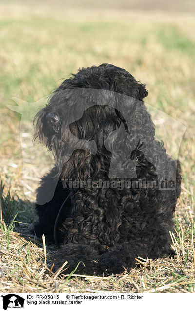 lying black russian terrier / RR-05815