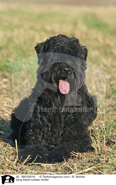 lying black russian terrier / RR-05816