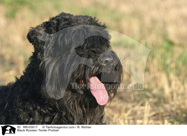 Black Russian Terrier Portrait / RR-05817
