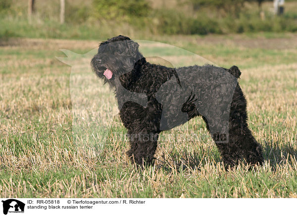 standing black russian terrier / RR-05818