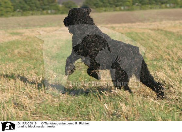 running black russian terrier / RR-05819