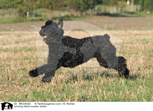 running black russian terrier / RR-05820