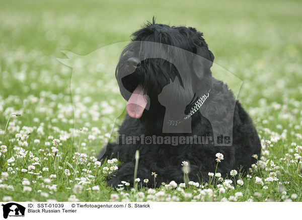 Black Russian Terrier / SST-01039