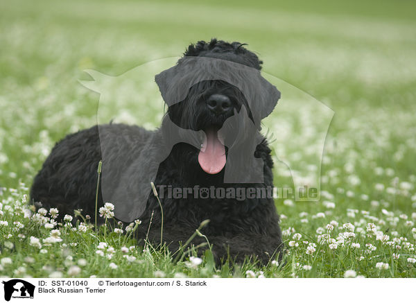 Black Russian Terrier / SST-01040