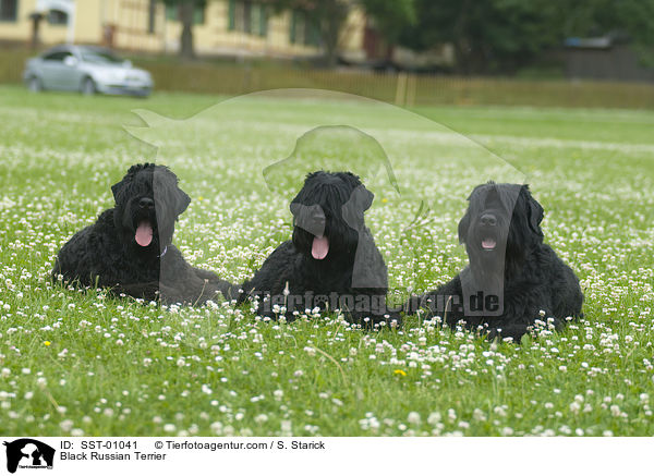 Black Russian Terrier / SST-01041