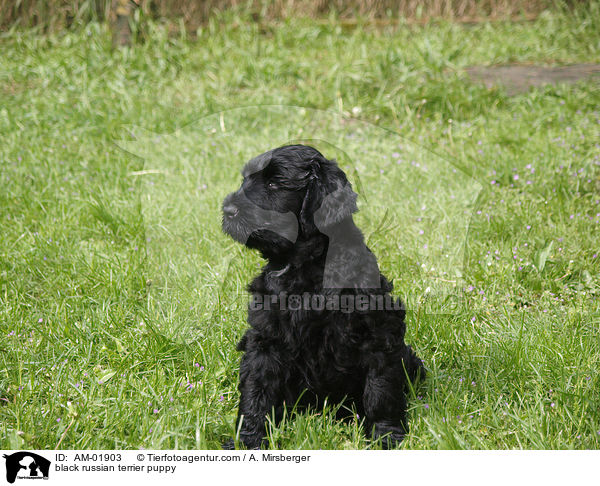 black russian terrier puppy / AM-01903