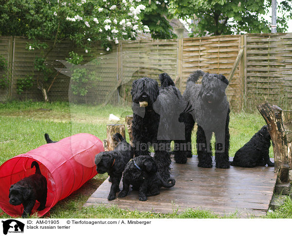 black russian terrier / AM-01905