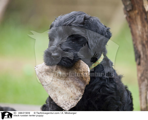 black russian terrier puppy / AM-01909