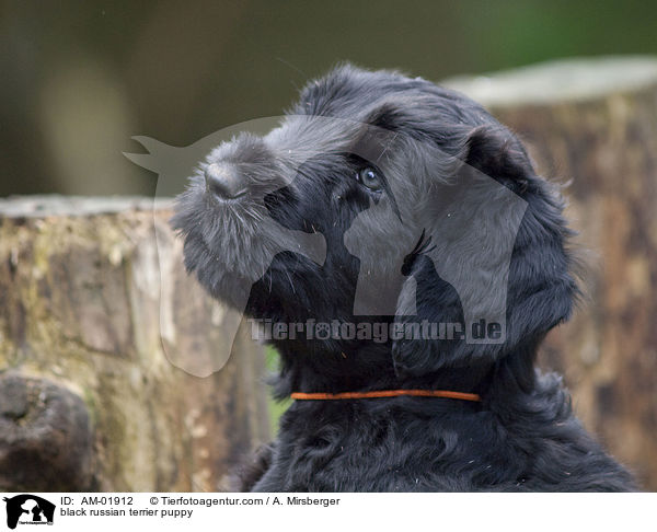 black russian terrier puppy / AM-01912