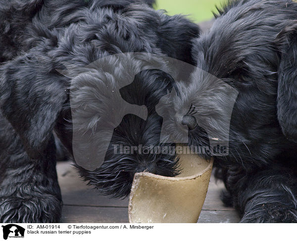 black russian terrier puppies / AM-01914
