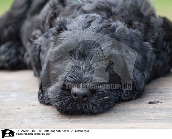 black russian terrier puppy / AM-01916