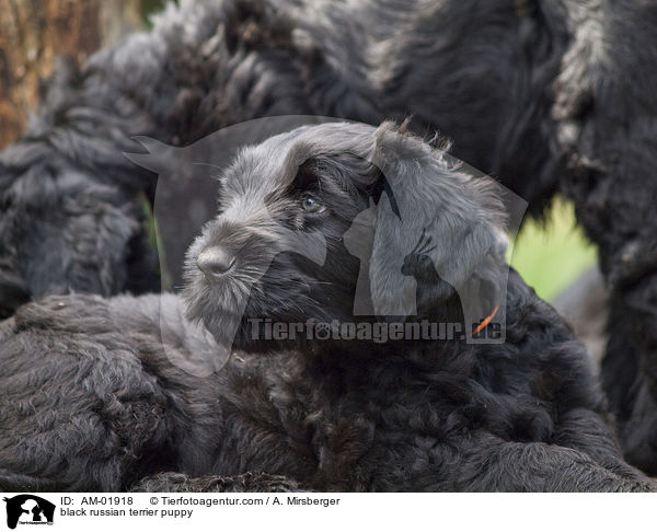 black russian terrier puppy / AM-01918