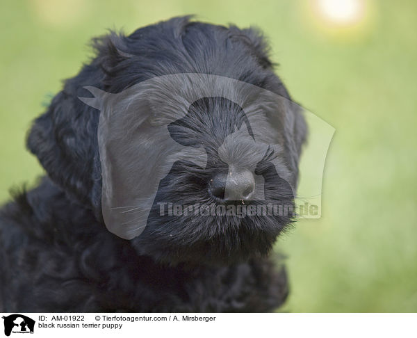 black russian terrier puppy / AM-01922