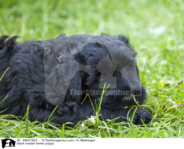 black russian terrier puppy / AM-01923