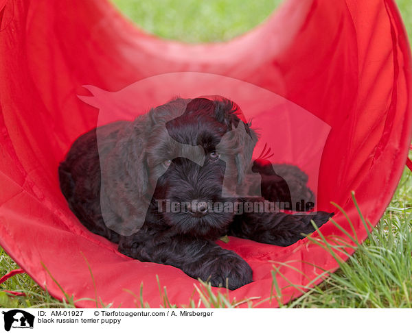 black russian terrier puppy / AM-01927