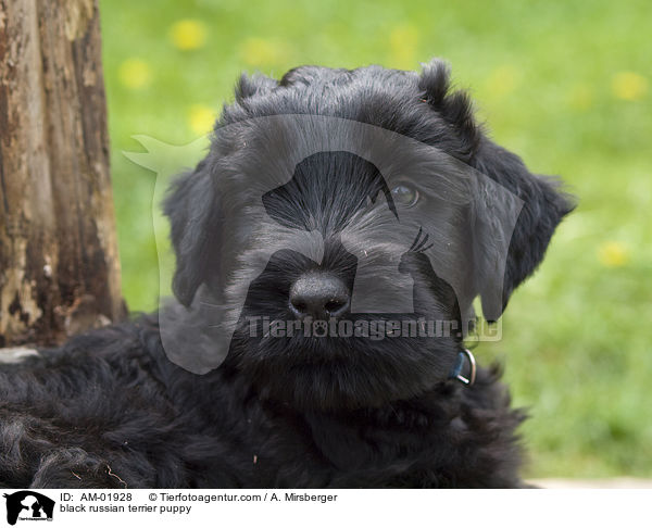 black russian terrier puppy / AM-01928